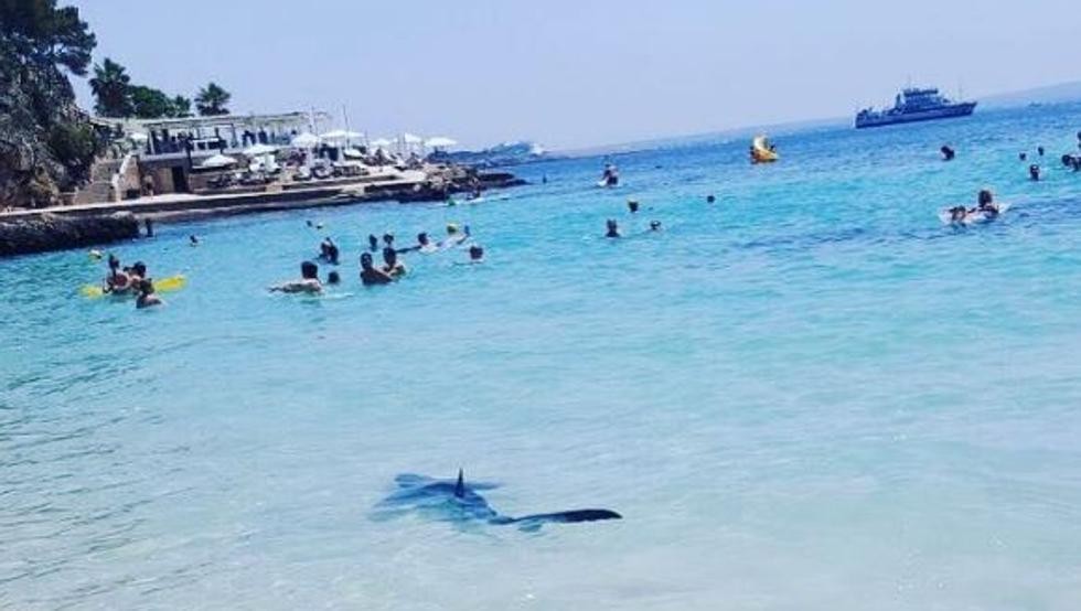 Video: sacrificaron a un tiburón que causó pánico en una playa de Mallorca | Redes