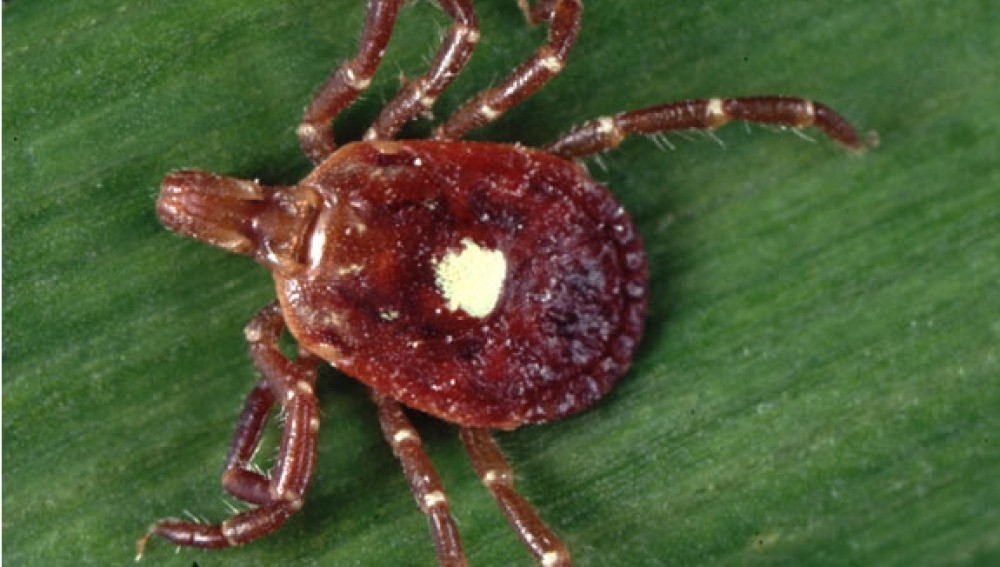 Alerta en Estados Unidos por la picadura de una garrapata que produce alergia a la carne | Curiosidades