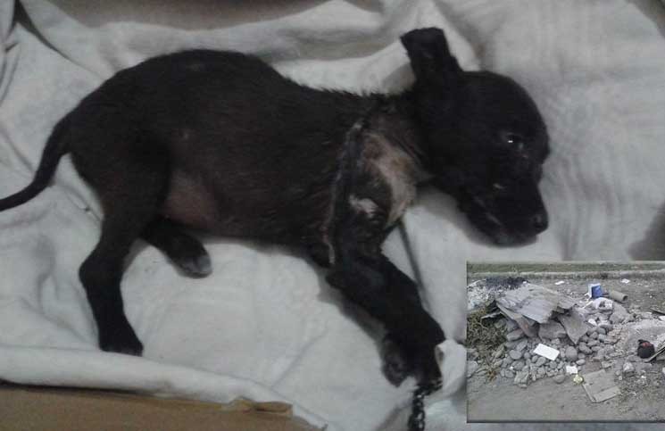 Horror en Tucumán: despellejaron un perro cachorro y lo tiraron en un baldío | Actualidad