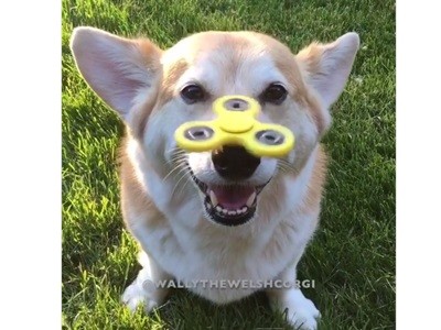 El furor por el spinner también llega a los perros | Curiosidades