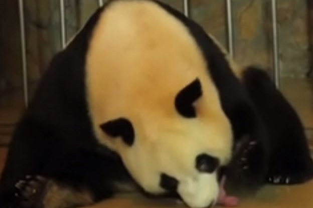 Video pura ternura: el momento en el que una mamá panda da a luz a sus dos crías | Curiosidades