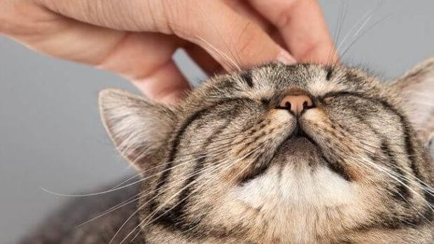 El misterioso motivo por el que los gatos ronronean | Curiosidades