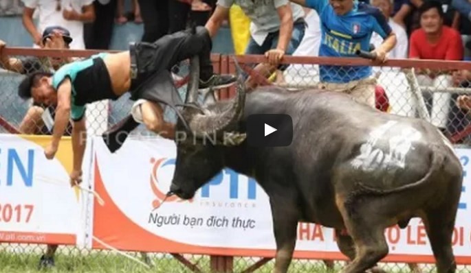 La venganza del búfalo de combate: atacó a su dueño en vez de pelear con el otro animal | Curiosidades