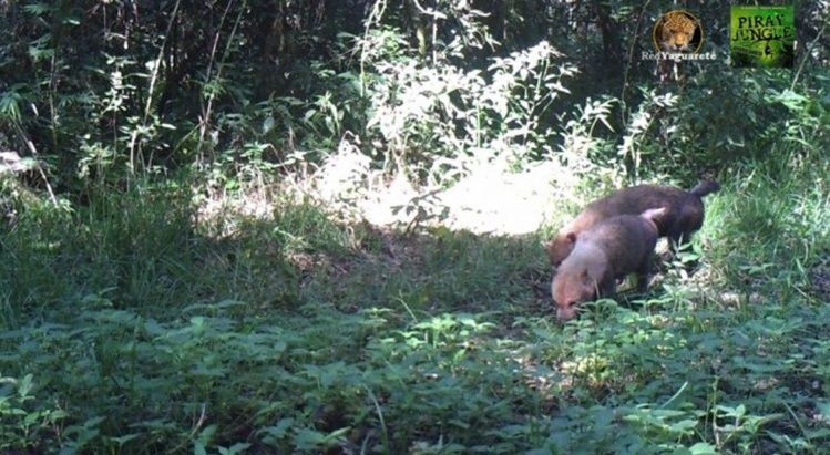 Le sacaron una foto por primera vez en Misiones a una extraña clase de zorro | Actualidad