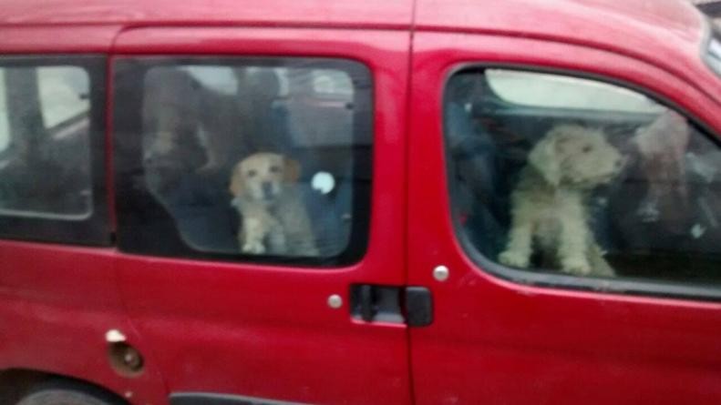 Un hombre dejó encerrados a sus cuatro caniches en una camioneta durante 18 horas | Redes
