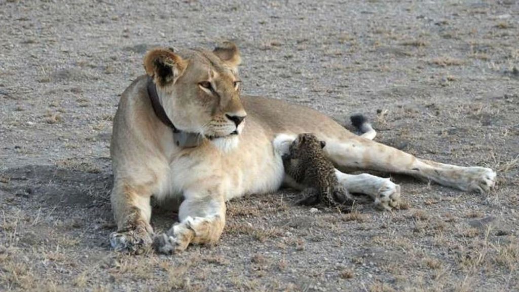 La maravillosa historia de la mamá leona que adoptó a un cachorro de leopardo | Curiosidades