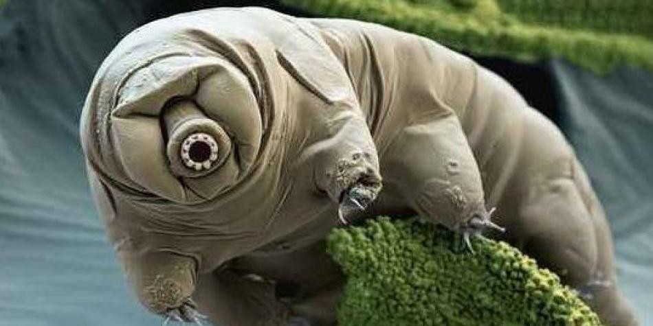 Este sería el último animal que sobreviviría la extinción de la vida en la Tierra | Curiosidades