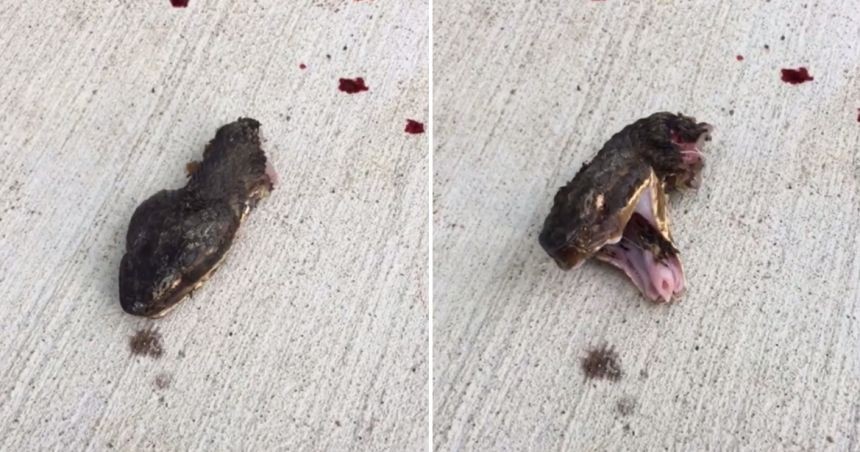 Video aterrador: la serpiente decapitada que sigue moviendo la cabeza | Redes