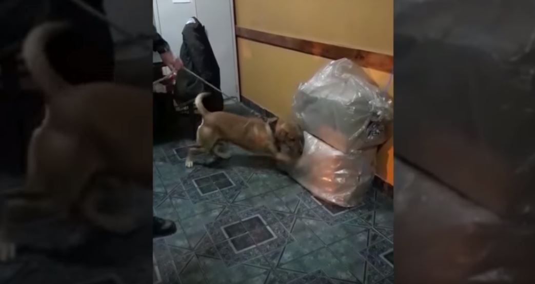 Así reacciona un perro al encontrar droga escondida durante un control de rutina | Actualidad