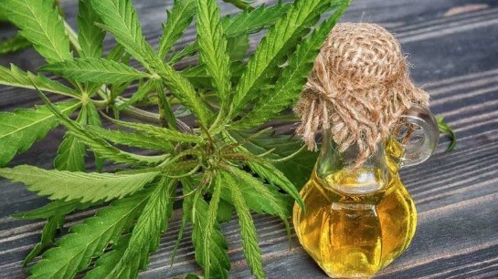 Más de 20 laboratorios públicos fabricarán aceite de cannabis en Argentina | Actualidad