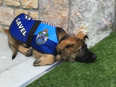 El perro que expulsaron de la policía por ser "muy dulce" consiguió un nuevo trabajo | Redes