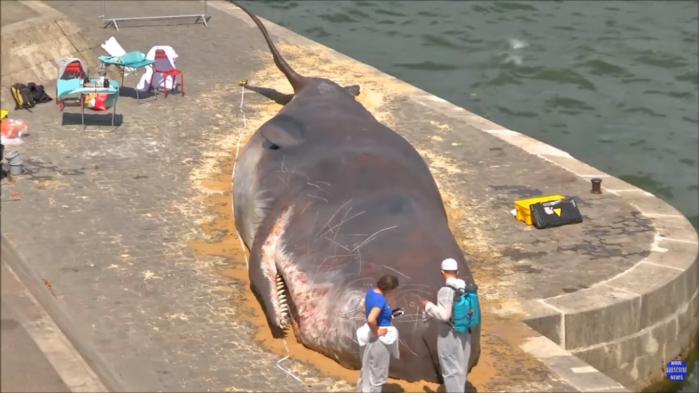Sorpresa en París: apareció el cuerpo de una ballena al costado del río Sena | Internacionales