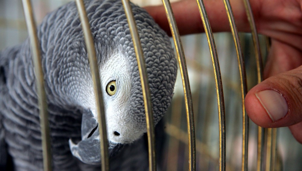 Mató a su marido, la delató el loro y fue presa | Curiosidades