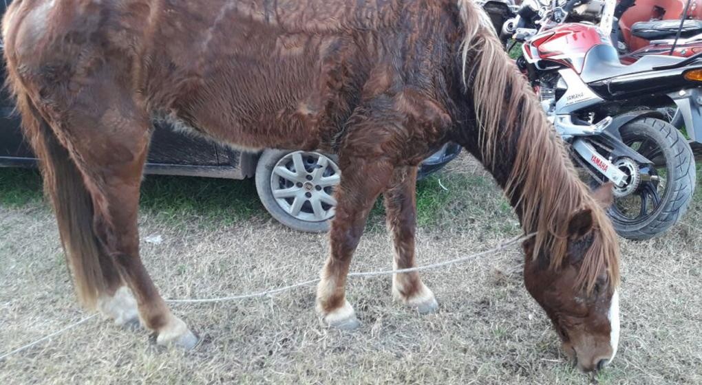 Detuvieron a un hombre que había golpeado salvajemente a un caballo | Actualidad