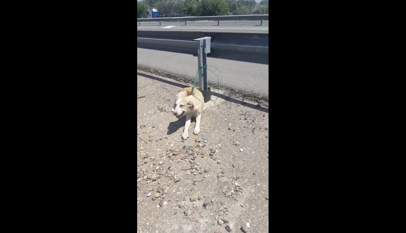 "Los amigos no se abandonan", el video del rescate de un perro abandonado al costado de la ruta que emociona a España | Redes