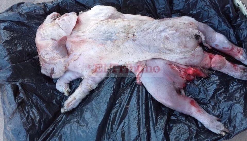 Sorpresa en Jujuy: nació un cerdito con una cabeza y 8 patas | Curiosidades