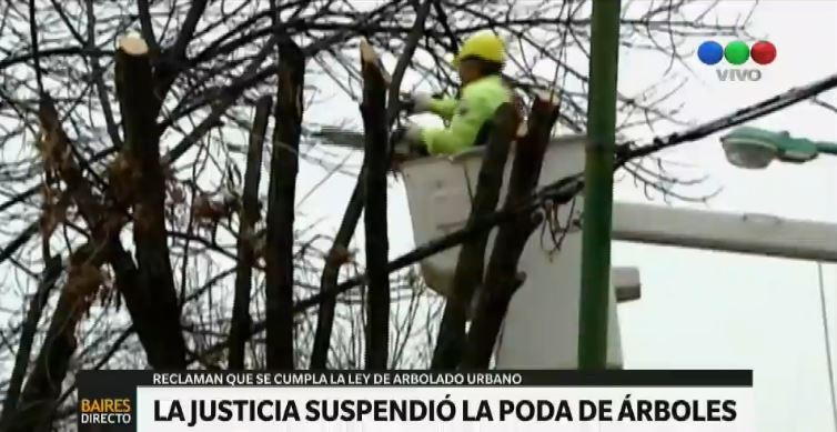 La poda de árboles porteños quedó en suspenso por una orden judicial | Actualidad