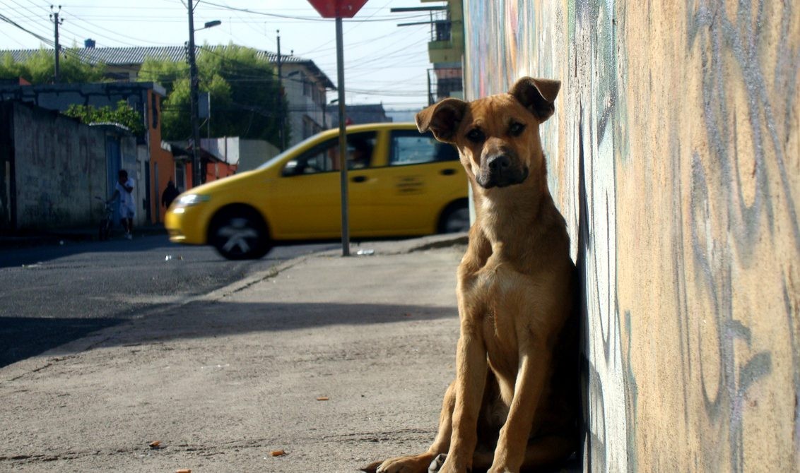 Se celebra el Día mundial del perro callejero | Actualidad