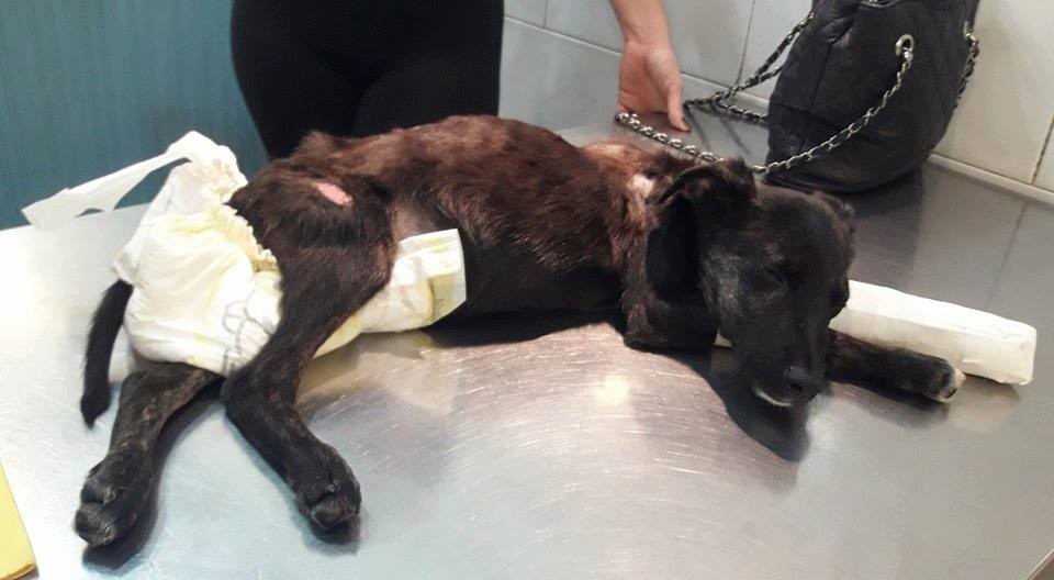 La conmovedora carta de Atila, el perrito rescatado que casi muere por las torturas recibidas | Redes