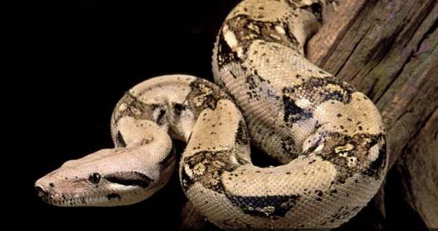 El desesperado llamado de una mujer a Emergencias: “Tengo una boa mordiéndome la cara” | Internacionales