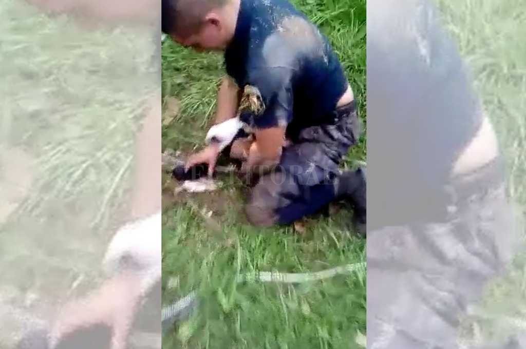 Video conmovedor: el rescate de una perra y sus cachorritos atrapados en una alcantarilla | Actualidad