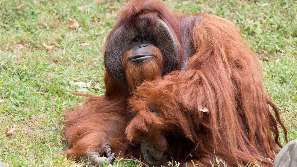Murió el primer orangután que "fue a la universidad" | Curiosidades