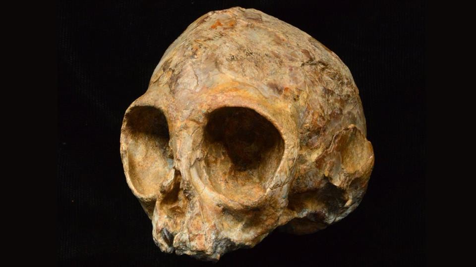 Hallan un cráneo de 13 millones de años que tiene parentesco con los simios y los humanos | Internacionales