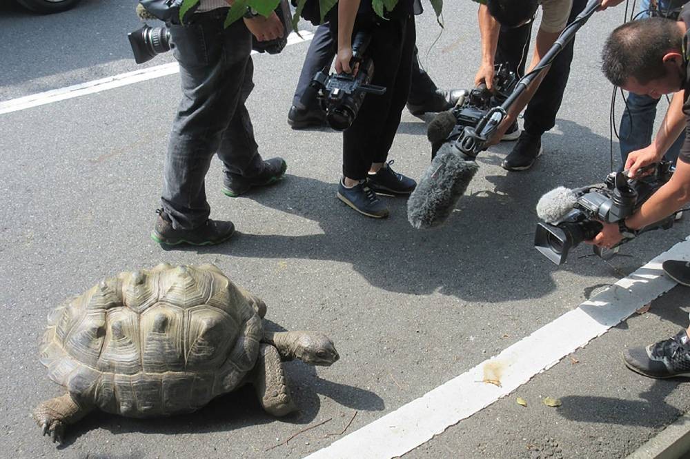Y esta vez no lo dijo Diego:  A un zoológico de Japón se le escapó la tortuga | Curiosidades