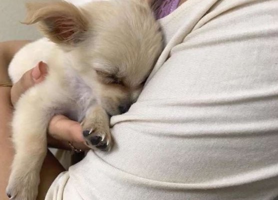 La desgarradora carta que explica los motivos por el que abandonaron a este perrito | Redes