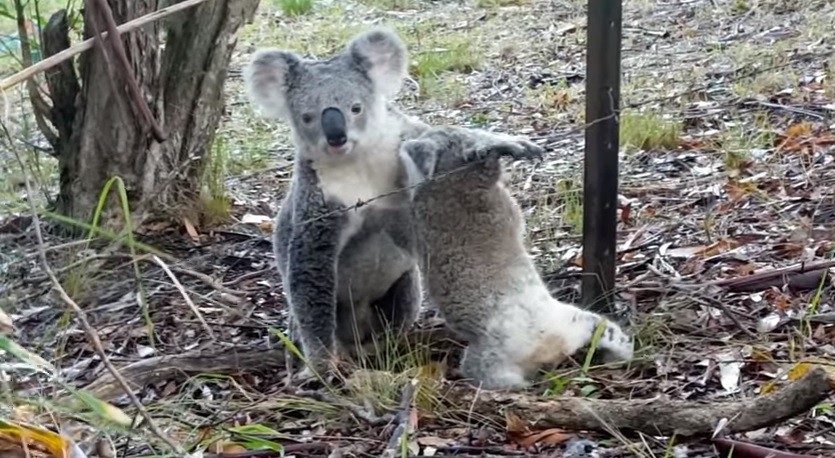 Conmovedor: Una mamá koala logra rescatar a su bebé atrapado en un alambre de púa | Redes
