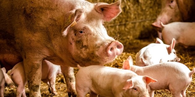 Los bomberos salvaron a cerditos de un incendio y luego se lo comieron como salchichas | Redes