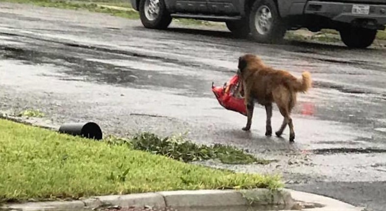 Otis, el perro que escapó del huracán Harvey y conmovió a todos en las redes | Redes