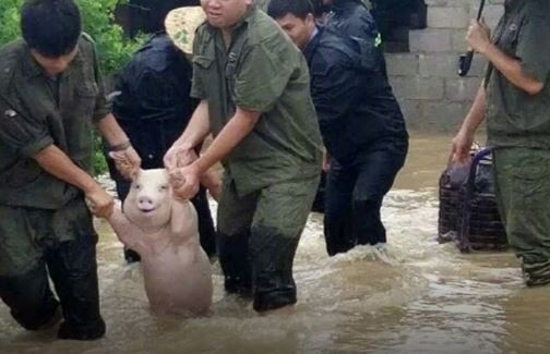 #EsViral La foto del chancho que "sonríe" y es furor en las redes sociales | Redes