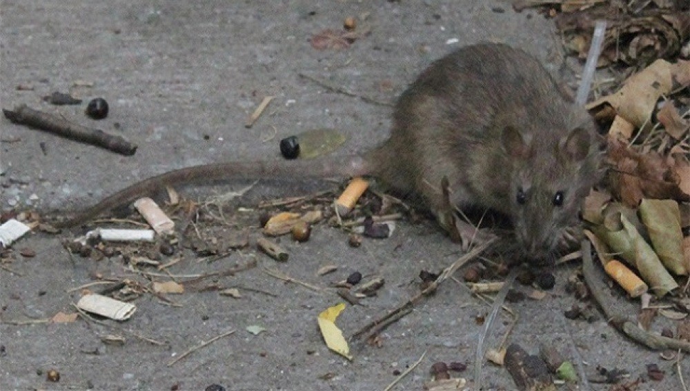 Una joven parapléjica fue atacada por ratas en Francia | Internacionales