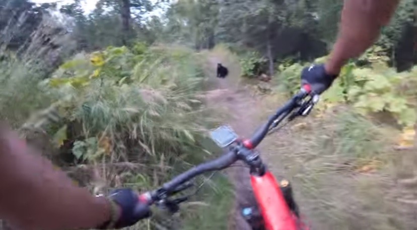 El susto de un ciclista que se cruzó con un oso a mitad de camino | Redes