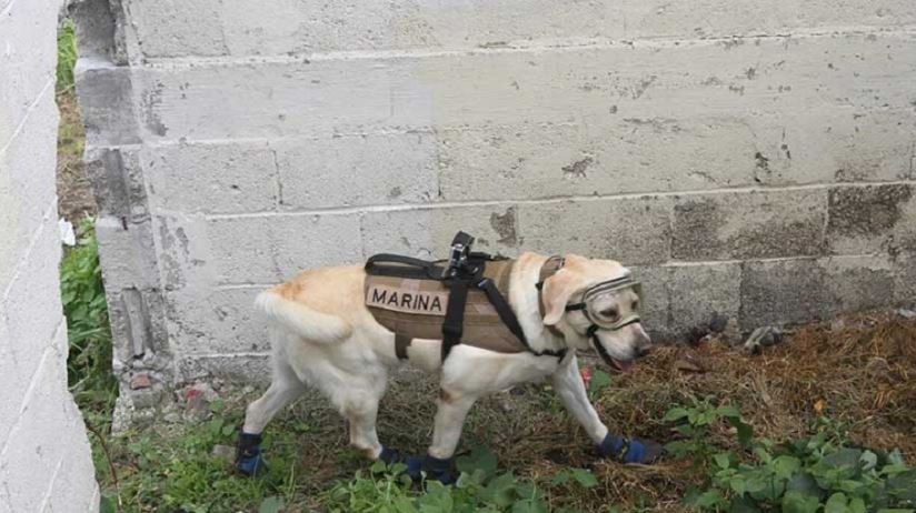 “Frida”, la perra rescatista que salvó 52 vidas | Curiosidades