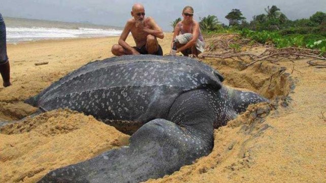 Hallaron una tortuga gigante de 700 kilos en una playa de Barcelona | Curiosidades