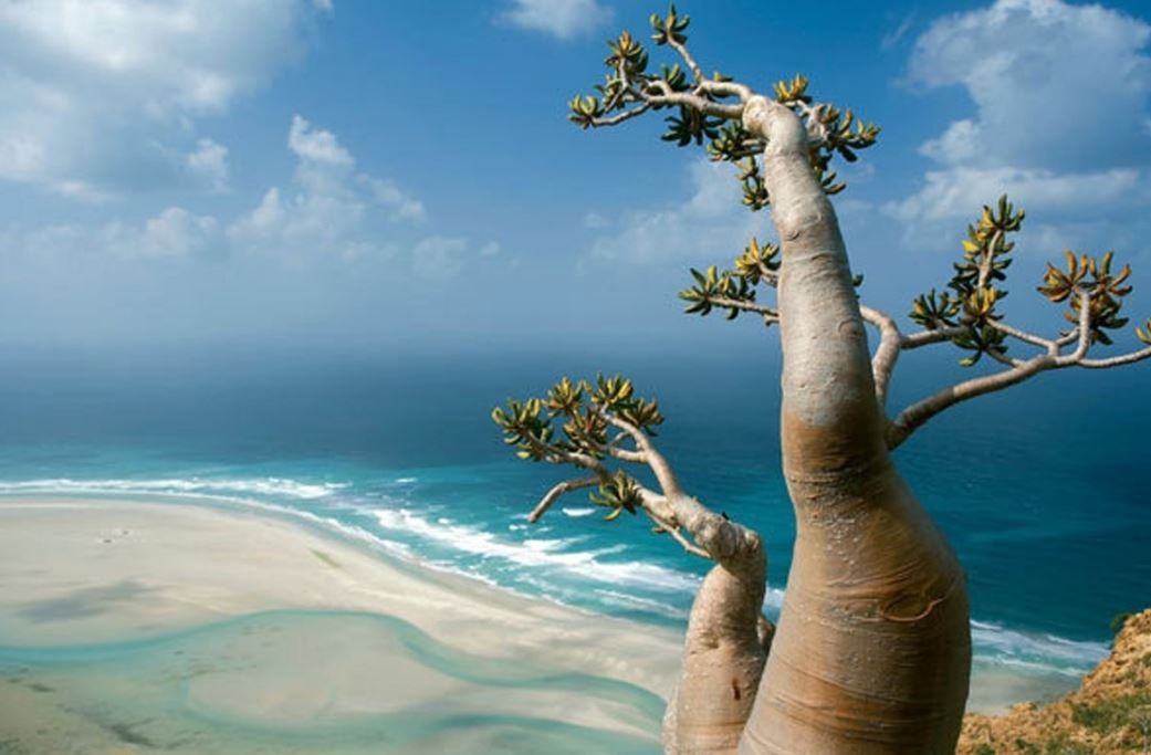 Socotra, la "isla extraterrestre" que está en peligro por el cambio climático | Curiosidades