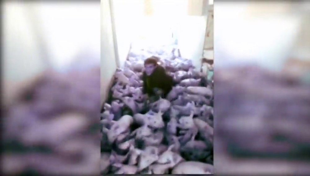 Condenaron a 15 meses de prisión al joven que mató 79 lechones saltando sobre ellos | Internacionales