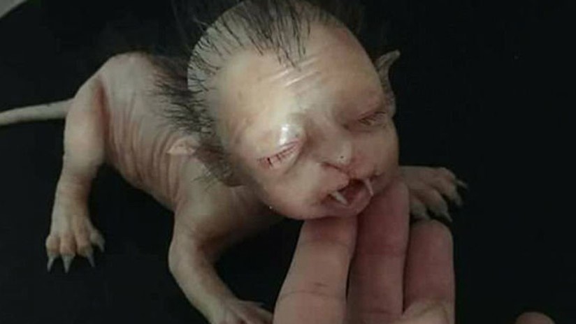 Malasia: la extraña criatura que era falsa y obligó a intervenir a la policía | Redes