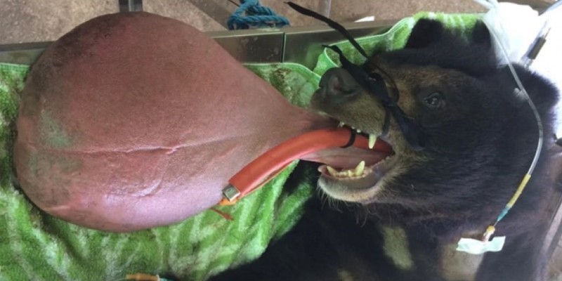 El extraño caso del oso tibetano al que no paraba de crecerle la lengua | Curiosidades