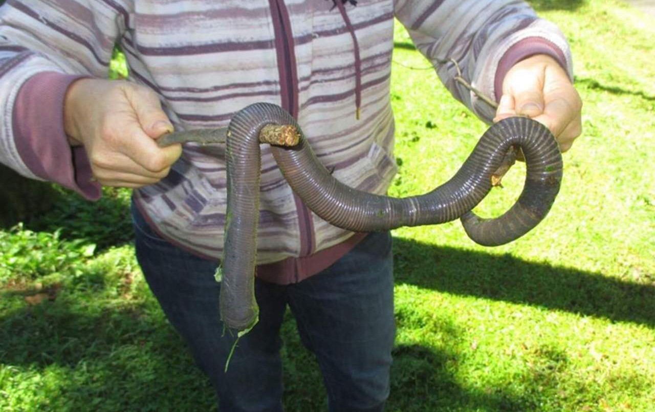 Causa revuelo el hallazgo de una lombriz gigante | Curiosidades