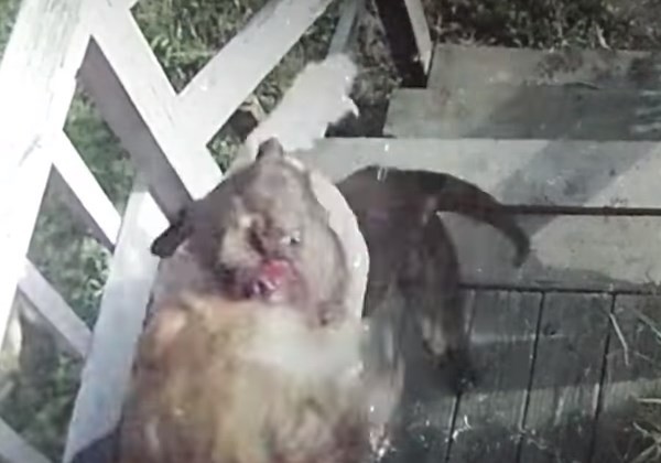 Video brutal: el ataque de un pitbull a otro perro | Curiosidades