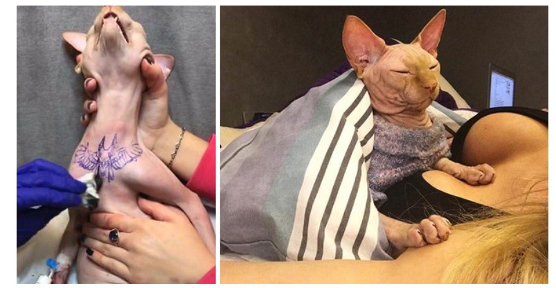 Una instagramer tatuó a su gato para conseguir más seguidores | Redes