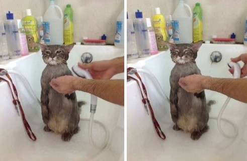 La increíble historia del gato al que le gusta bañarse | Curiosidades