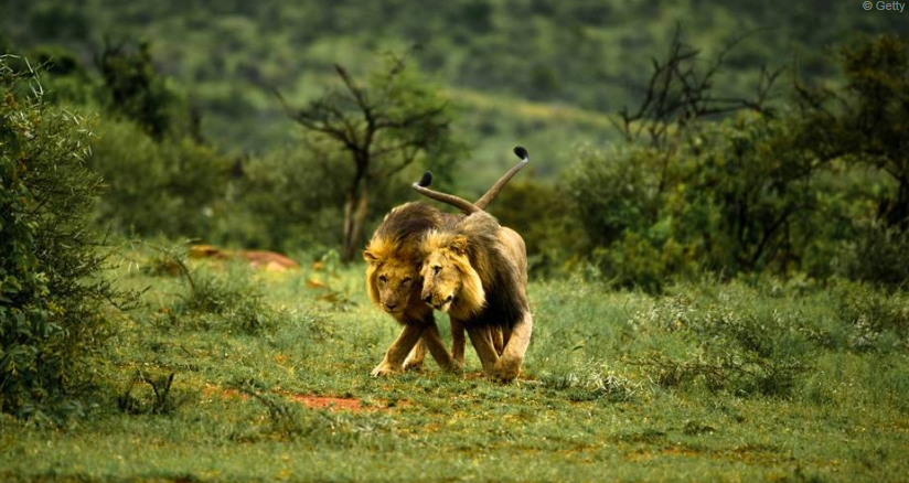 Insólito: en Kenia culpan al turismo gay por la homosexualidad de los leones | Internacionales