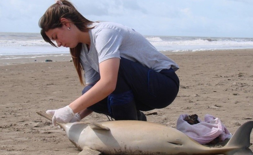 Aparecieron cuatro delfines muertos en la Costa Atlántica | Actualidad