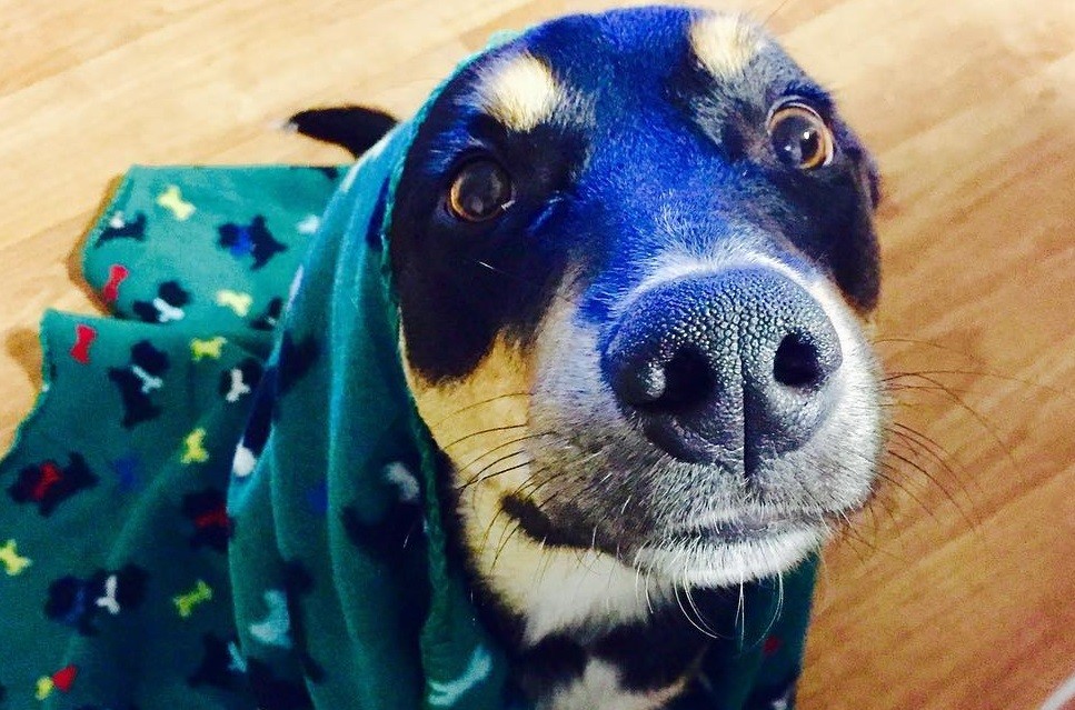 Este perro fingió estar enfermo para que sus dueños no vayan a trabajar y se queden con él | Redes