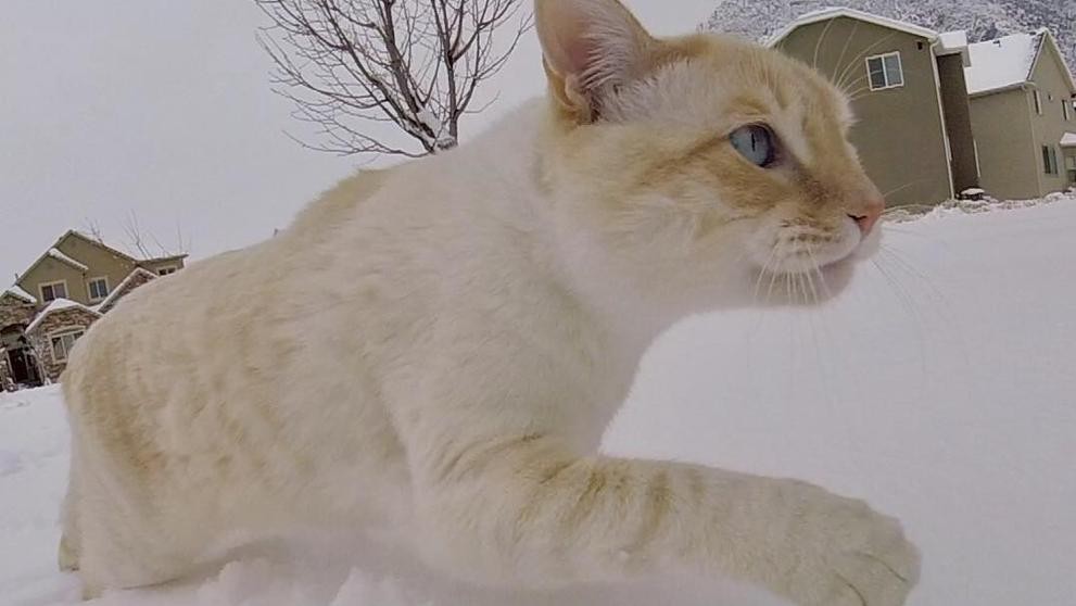 La historia del gato congelado que resucitó y ahora es furor en Instagram | Redes