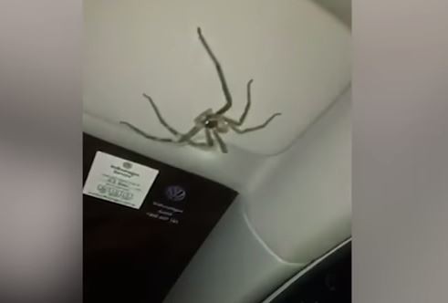 La reacción de una conductora al encontrar una enorme araña sobre su cabeza | Curiosidades